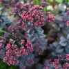 Rozchodnik 'Oriental Dancer' – Sedum, Hylotelephium sadzonka